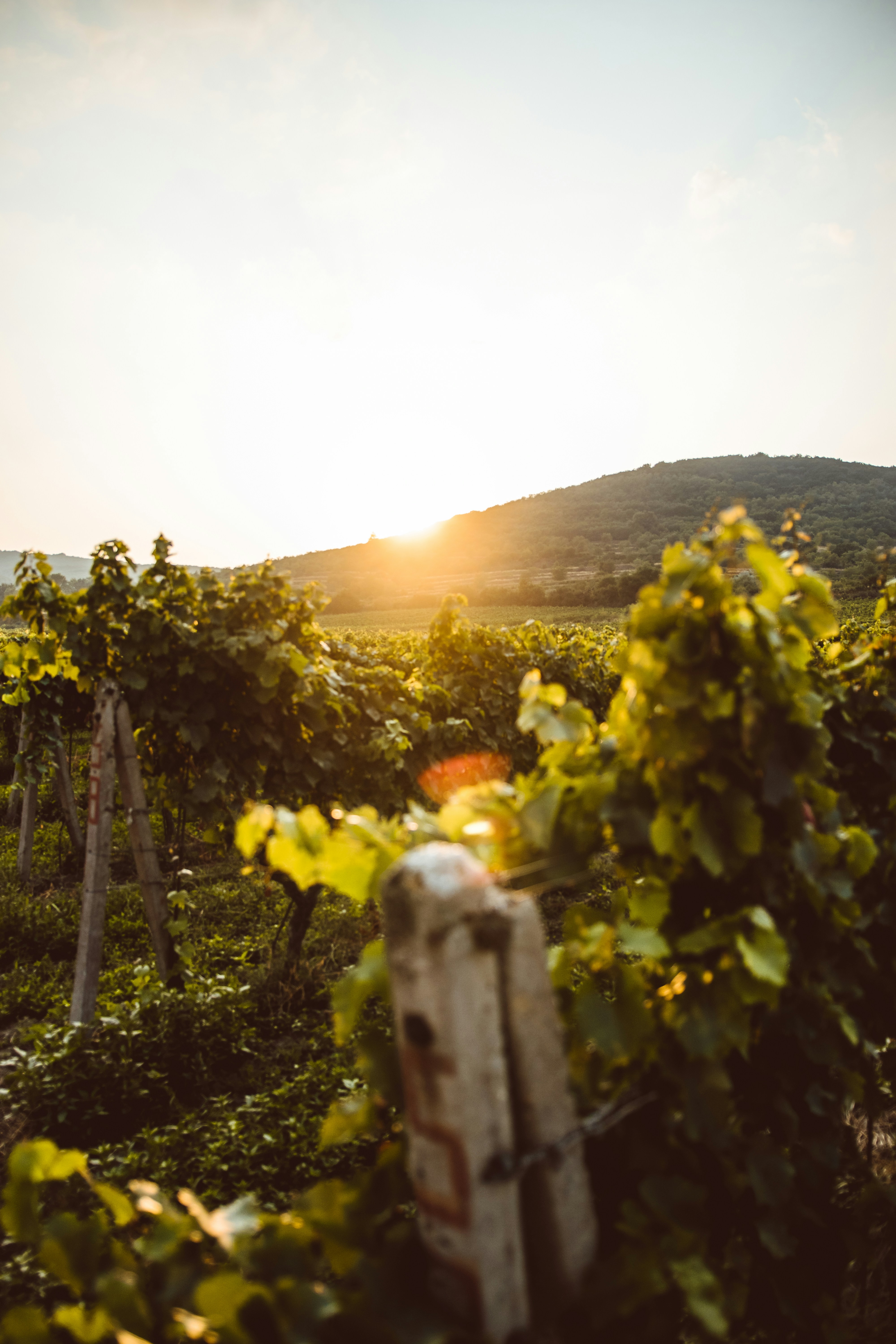 Vignobles de Provence